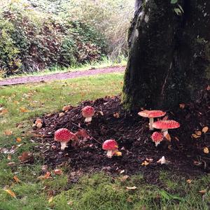 Fly Agaric