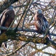 Red Kite