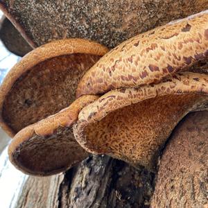 Dryad`s Saddle