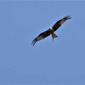 Red Kite