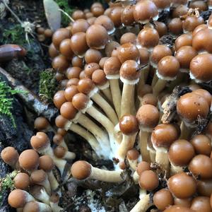 Clustered Psathyrella