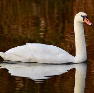 Mute Swan