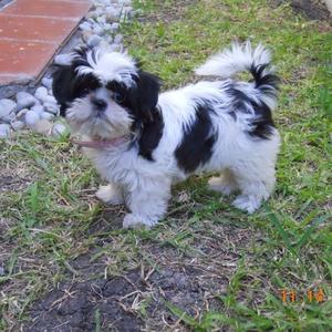 Shih Tzu