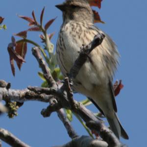 Eurasian Linnet