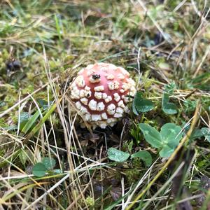 Fly Agaric