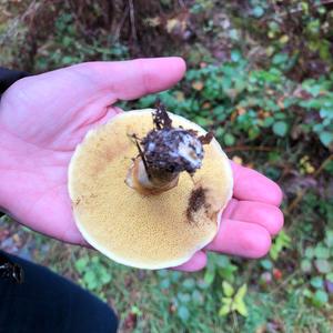 Bay Bolete