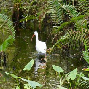 White Ibis