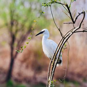 Little Egret