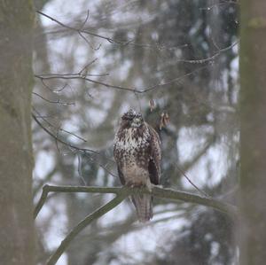 Mäusebussard