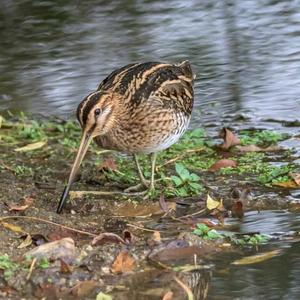 Common Snipe