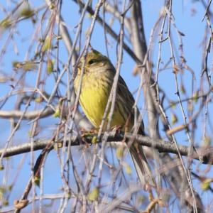 Yellowhammer