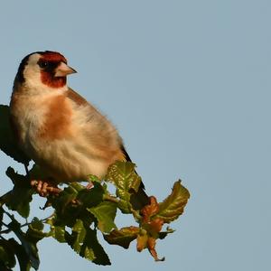 European Goldfinch