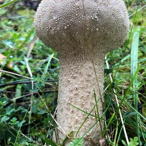 Pestle-shaped Puffball