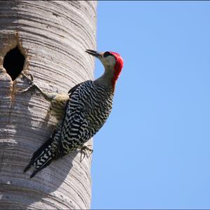 West Indian Woodpecker