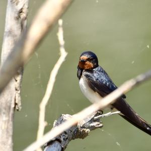 Barn Swallow