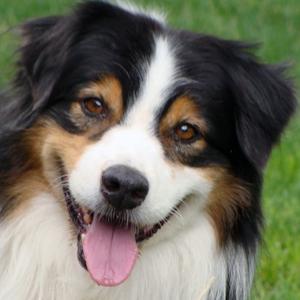 Australian Shepherd