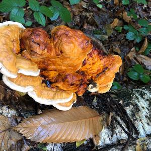 Red-belted Polypore