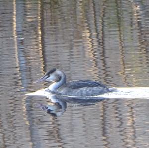 Great Crested Grebe