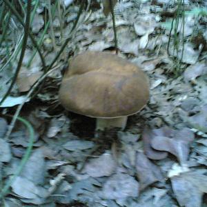 King Bolete