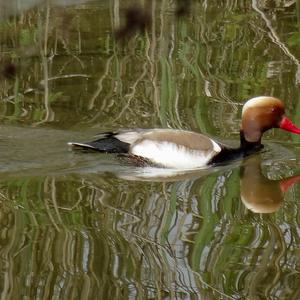 Red-crested Pochard