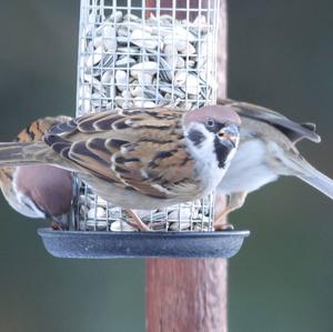 Eurasian Tree Sparrow