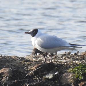 Black-headed Gull