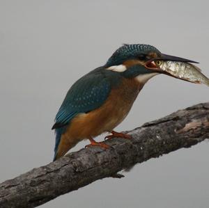 Common Kingfisher