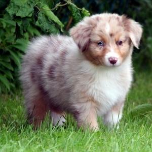 Australian Shepherd