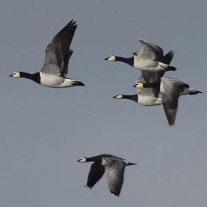 Barnacle Goose