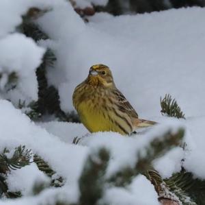 Yellowhammer