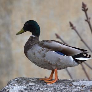 Mallard