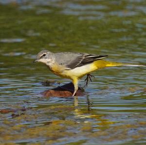 Grey Wagtail