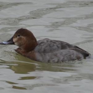 Common Pochard