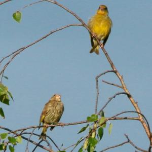 European Greenfinch