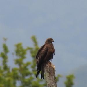 Black Kite