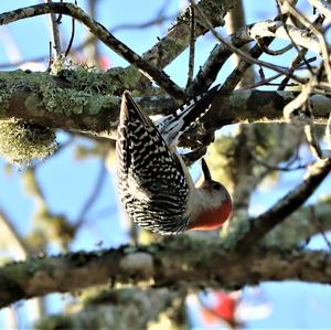 Red-bellied Woodpecker