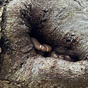 Oyster Mushroom