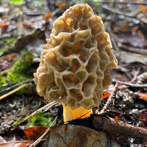 Yellow Morel