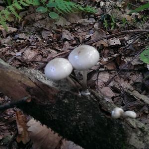 Porcelain Fungus