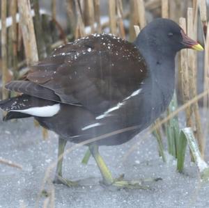 Common Moorhen