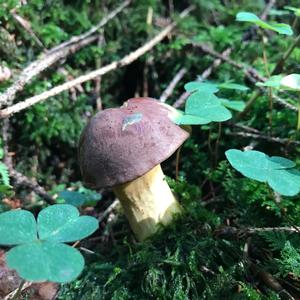 Yellow-cracked Bolete