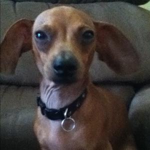 Unknown Breed
