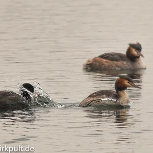 Great Crested Grebe