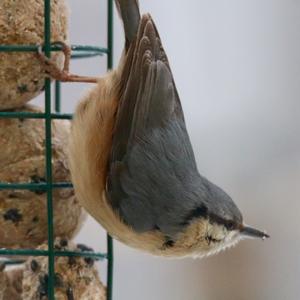 Wood Nuthatch