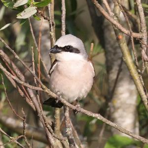 Red-backed Shrike