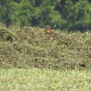 Montagu's Harrier