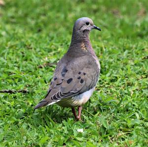 Eared Dove