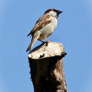 House Sparrow