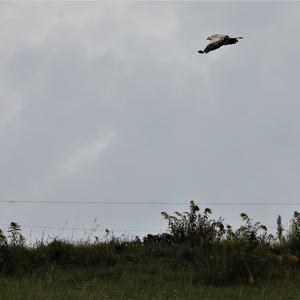 Common Buzzard