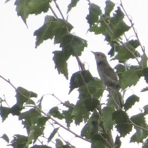 Blackcap